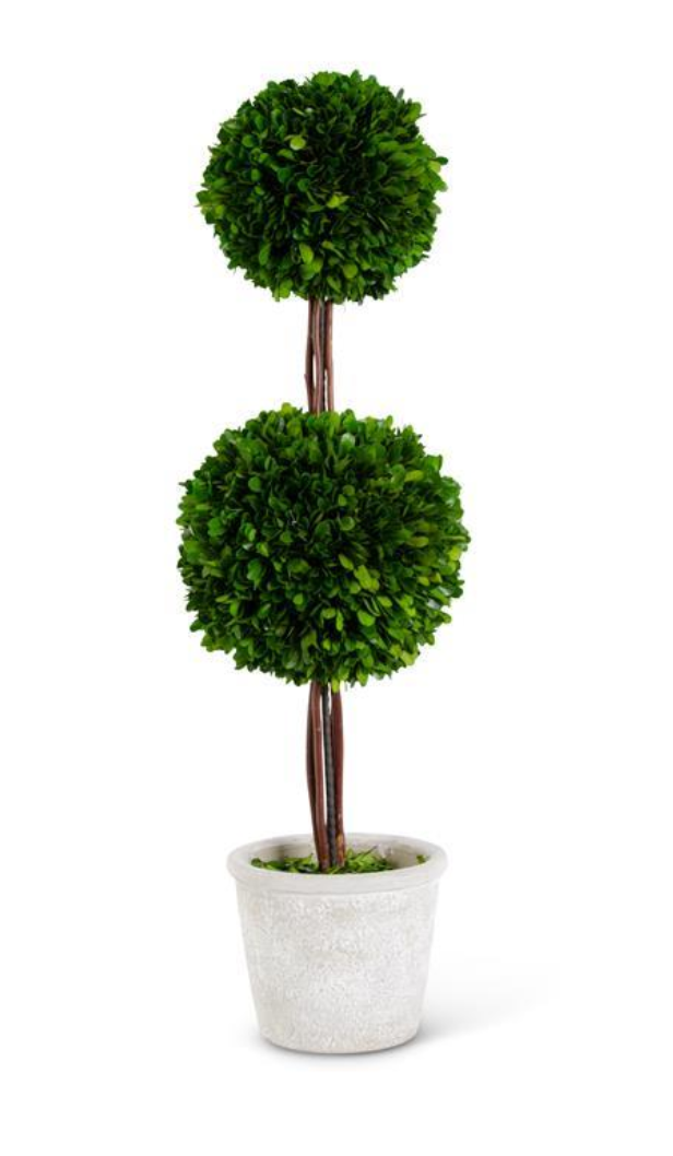 Preserved Boxwood Topiary